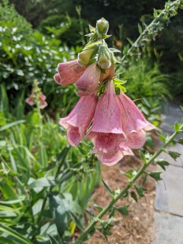 Painting by Trish Gannon