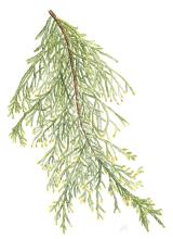Eastern cedar
