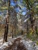 Trish Gannon painting of a snowy forest path