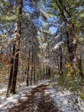 Trish Gannon painting of a snowy forest path